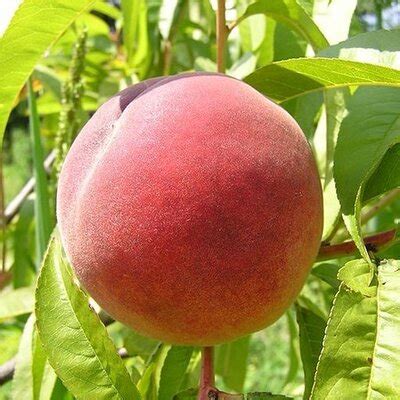 Prunus Persica Red Haven Peach Tree Windlestone Nursery Garden