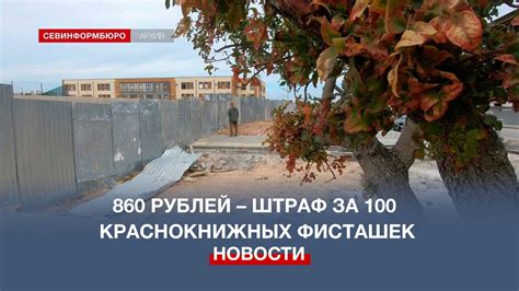Штраф за вырубку 100 краснокнижных фисташек для застройщика составил ...