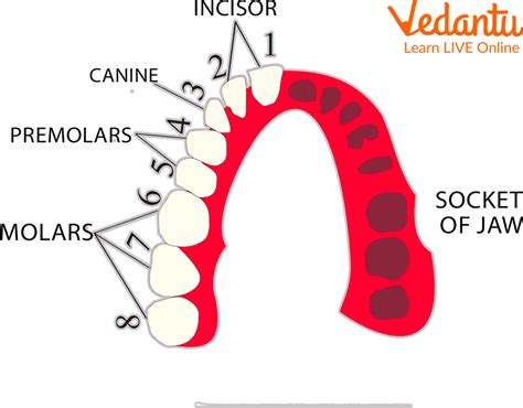 Teeth Names A Guide To The Names Of Different Parts Of The Teeth