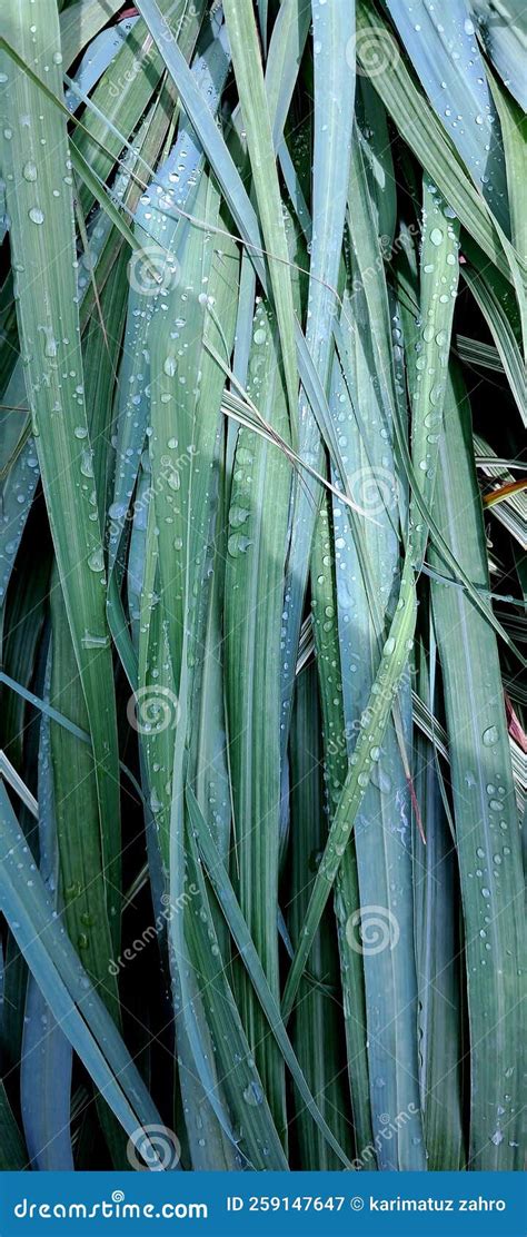 Full Frame Of Citronella Grass Leaves With Drop Of Water On Rainy Season Stock Image Image Of