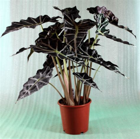 Jak dlouho žije Alocasia Polly?