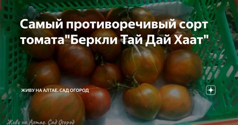 Самый противоречивый сорт томата"Беркли Тай Дай Хаат" | Живу на Алтае ...