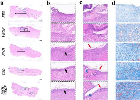 Hematoxylin And Eosin Staining Of Sections From Each Group After 10