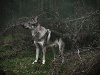 Čehoslovački vučjak (49 fotografija): opis češkog vučjaka, priroda ...