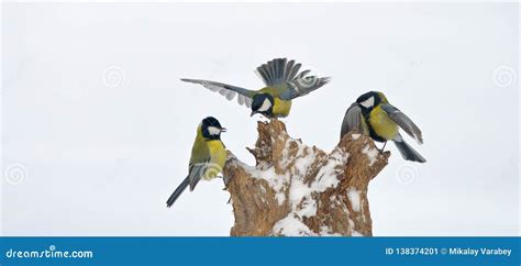 Three Great Tits Arguing With Each Other Stock Image Image Of Combat Feeder