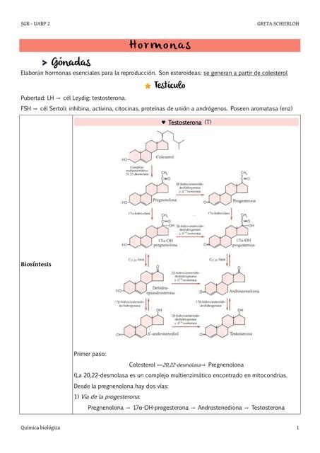 Hormonas Gonadales Y Adrenales Miocardiocito UDocz