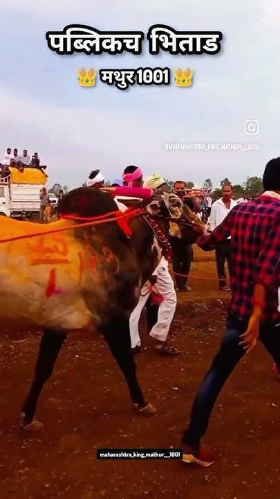 राहुल भाई पाटील यांचा मथुर १००१ 👑🔥 Naadekchbailgadasharyat मथुर