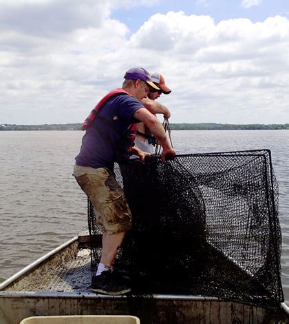 Environmental Monitor | Native Fish Eat Asian Carp On Illinois River, Invasive Still Prolific