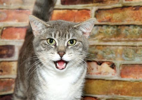 Feline Stomatitis: Cat Mouth Sores Home Remedy And Treatment