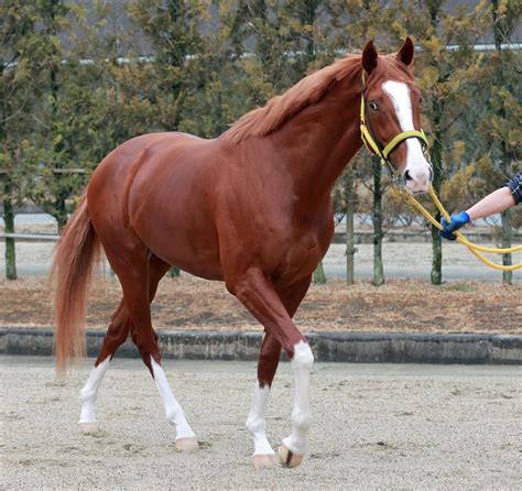 【金鯱賞】ジャックドール あの名馬を彷彿させる快逃5連勝でタイ獲るだ！ 競馬ニュース Netkeiba