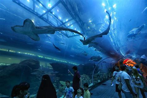 Burj Khalifa And Dubai Aquarium Tickets Best Combo Offer