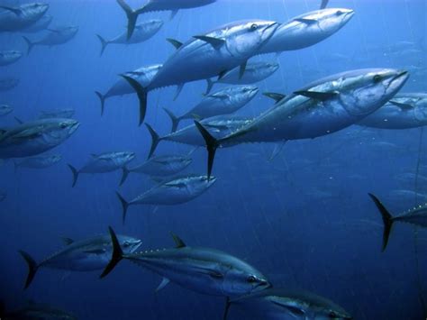 Why is the Atlantic Bluefin Tuna being Overfished? - American Oceans