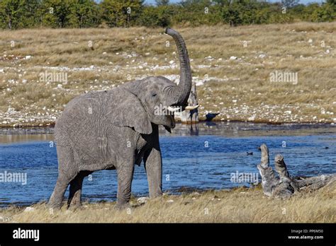 Africa Elephant Trumpeting Hi Res Stock Photography And Images Alamy