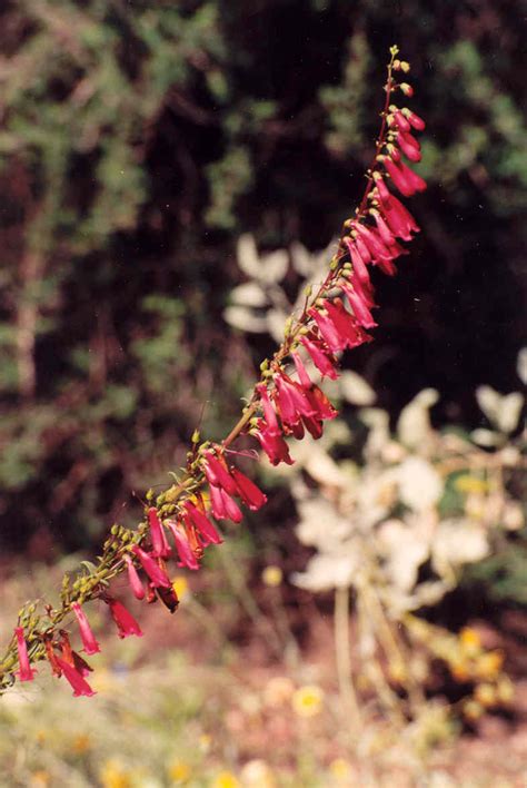 Penstemon Eatonii Firecracker Penstemon