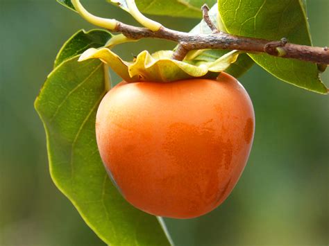Free Images Branch Fruit Flower Food Produce Vegetable Autumn