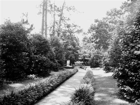 Florida Memory • View Along Camellia Walk At Killearn Gardens Maclay Gardens State Park