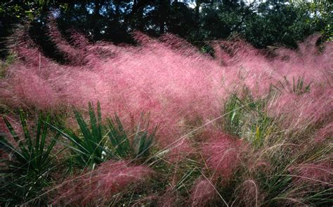 Gulf Muhly – Muhlenbergia capillaris | HDG Landscape Design