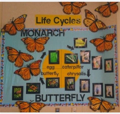 Butterfly Life Cycles Science Bulletin Boards Butterfly Bulletin