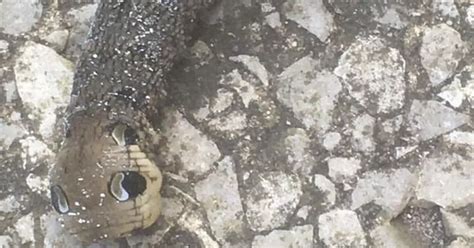 Weird Creature That Looks Like A Snake About To Strike Leaves