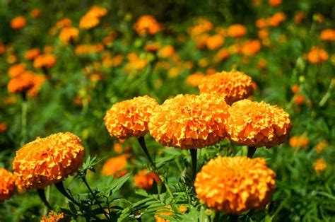 Marigold Flower Meaning Benefits And Growing Guide Plants Craze