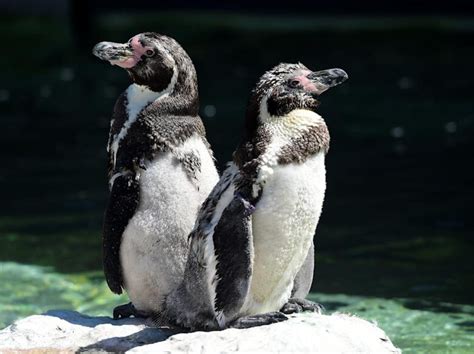 El fósil de Pingüino Monstruo revela una nueva especie de pingüino