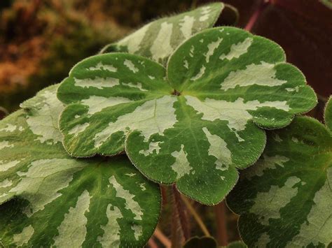 Hepatica Yamatutai Marbled Leaf Form Hepaticas Plants