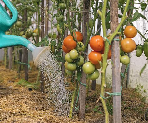 Gardeners can make their tomato plants healthier,…