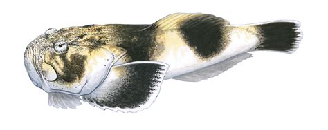Common Stargazer Fishing Tasmania