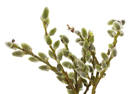 Pussy Willow Branches Spring Catkin Blossom Brown PNG Transparent Image And Clipart For Free