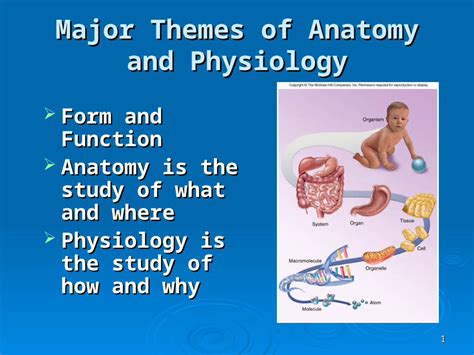 Ppt Major Themes Of Anatomy And Physiology Form And Function