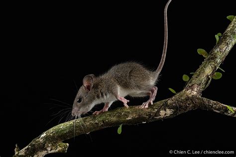 Polynesian Rat Rat Identification In New Zealand INaturalist