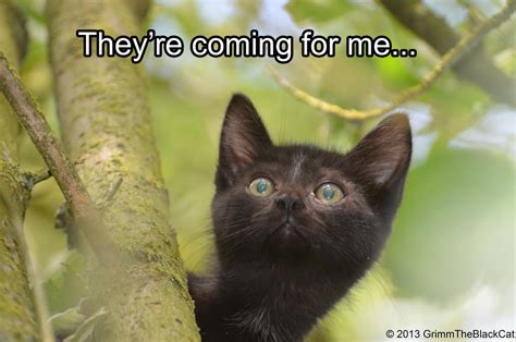 Grimm The Black Cat Meme Theyre Coming By Tarsicius On Deviantart