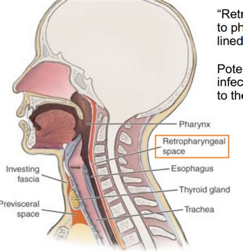 Lecture 11 Pharynx And Larynx Flashcards Quizlet