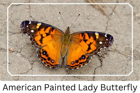 American Painted Lady Butterfly