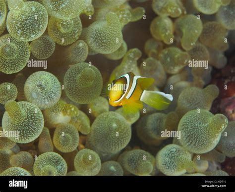 Underwater Yellow Clownfish Close Up Stock Photo Alamy