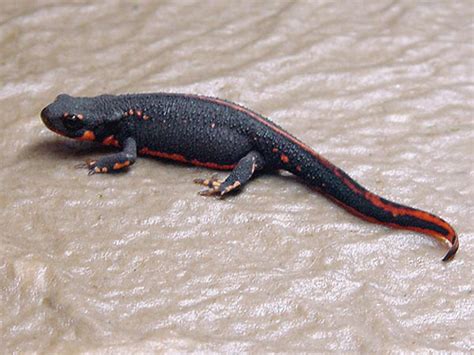 Japanese Fire Belly Newt Facts And Pictures