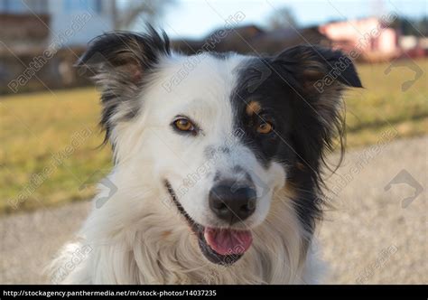 99 Border Collie Zeichnen Einfach L2sanpiero