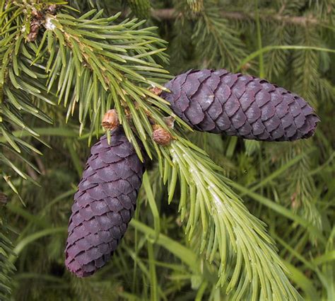 Ель С Фиолетовыми Шишками Название Фото — Картинки фотографии