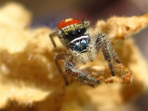tiki  jumping spider jumping spider spider tiki