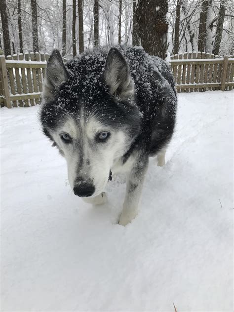 our frigg is a malamute/labrador mix. this is her first time experiencing the snow and we couldn