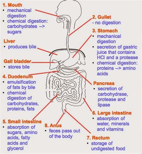 Pathway Of Food Through Digestive System