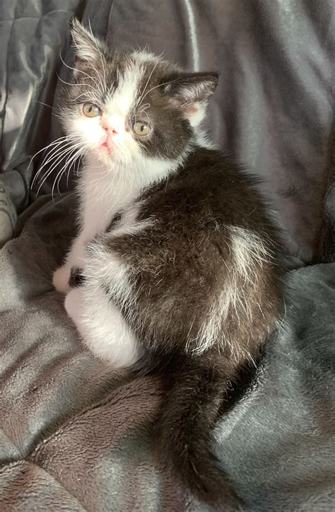 Exotic Shorthair - Frankston South - PetsForHomes
