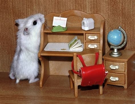 138 best images about Russian Dwarf hamster on Pinterest | Russian ...
