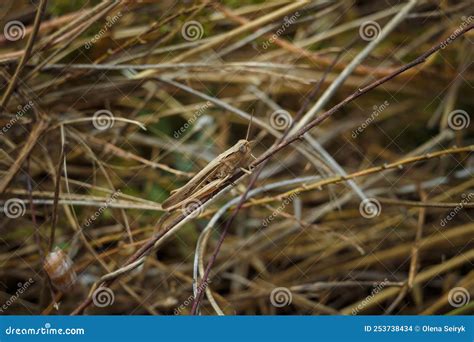 Brown Locust Or Short Horned Grasshopper On Dry Straws Mimicry Of