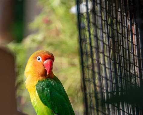 The Cheapest Pet Birds - The 10 Most Affordable Options - A-Z Animals