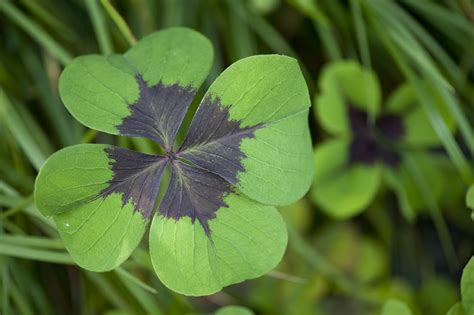 Oxalis Archives - Plant Talk