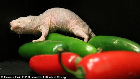 Why Naked Mole Rats Feel No Pain Secret To Creature S Immunity Could Help Create New Drugs For