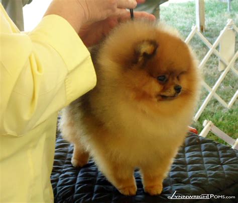 Top 10 pomeranian haircut styles – Artofit