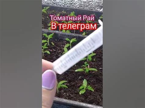 КАК ОТМЕРИТЬ 1 грамм Удобрения - YouTube