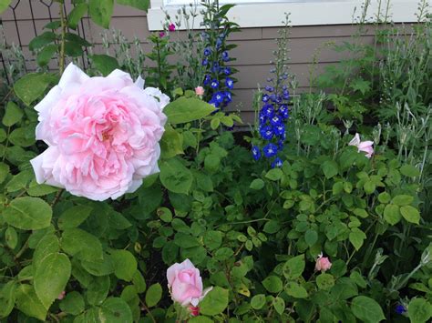 About Redbud Landscape